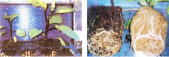 苗に付着した汚染物質の表面洗浄と成長促進の例