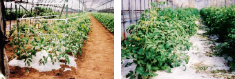 トマトの葉面散布で成長促進作用を体現した例