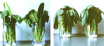 葉物野菜の鮮度保持用としての効果の例 1週間後